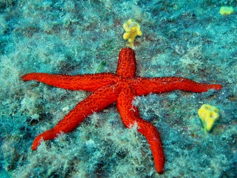 Etoile de mer rouge sur fond rocheux et sableux sous-marin