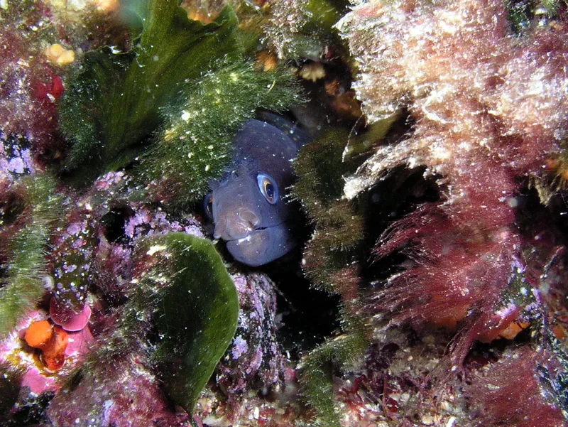 Un poisson bleu cache sa tête dans un récif rocheux coloré