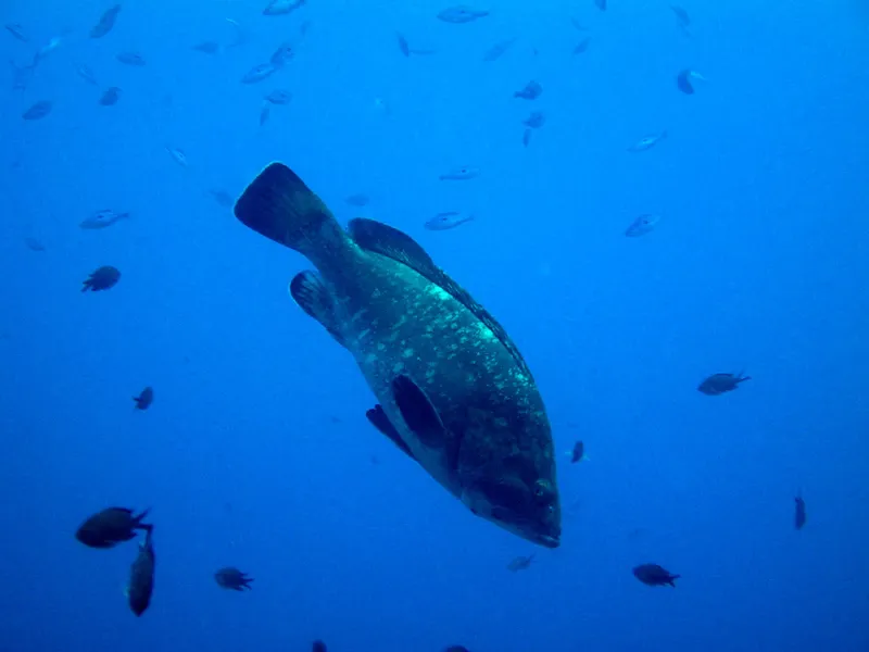 Grand mérou solitaire nageant dans l'eau bleue entouré de petits poissons