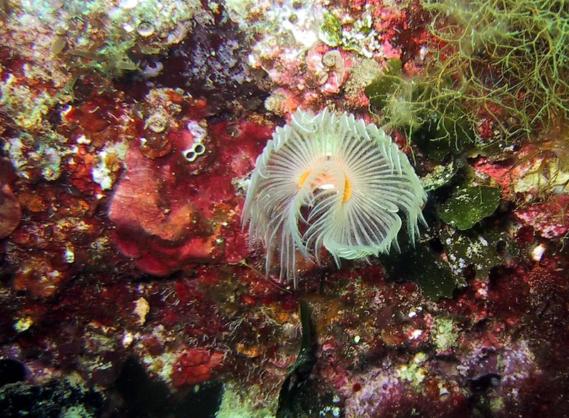Une plume de mer blanche sur un fond rocheux coloré