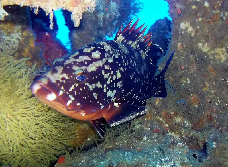 Gros plan d'un mérou tachetée sur un fond rocheux sous-marin