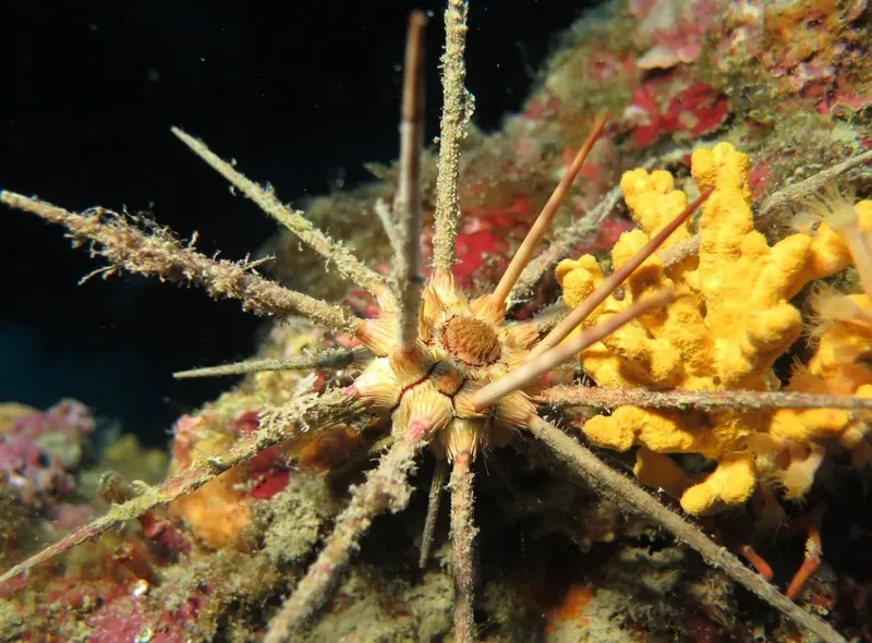 Étoile de mer fragile sur fond rocheux et corail jaune