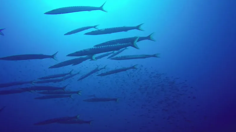 Banc de poissons-aiguilles nageant dans une eau bleue profonde