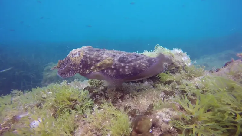 Congre en mer, posé sur un rocher couvert d'algues vertes