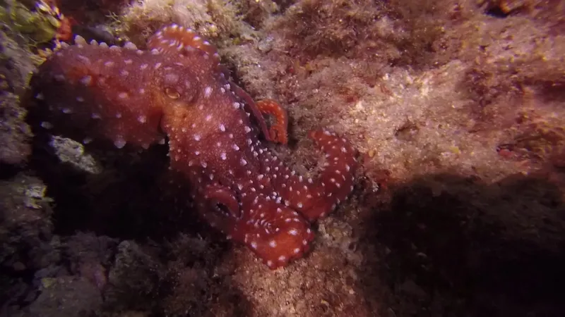 Pieuvre rouge tachetée de blanc, cachée dans une roche sous-marine
