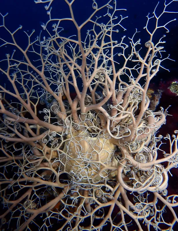Gros plan d'une gorgone blanche et ramifiée sur fond bleu foncé