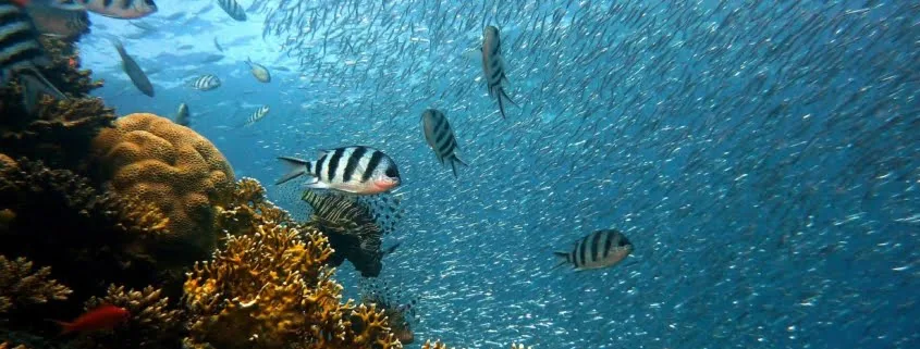 Banc de poissons tropicaux et coraux colorés dans l'eau bleue
