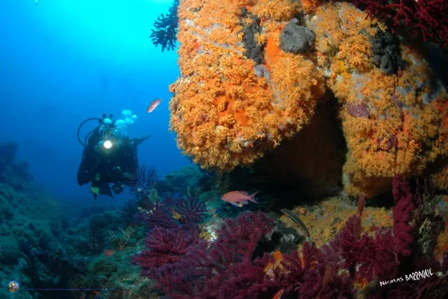 Plongeur explorant un récif corallien coloré avec des poissons rouges