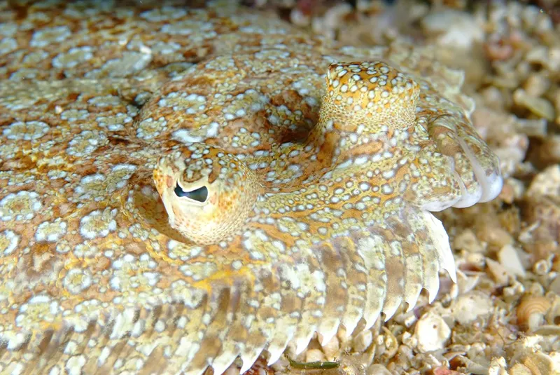 Sole, poisson plat camouflé, reposant sur un fond sablonneux et rocheux
