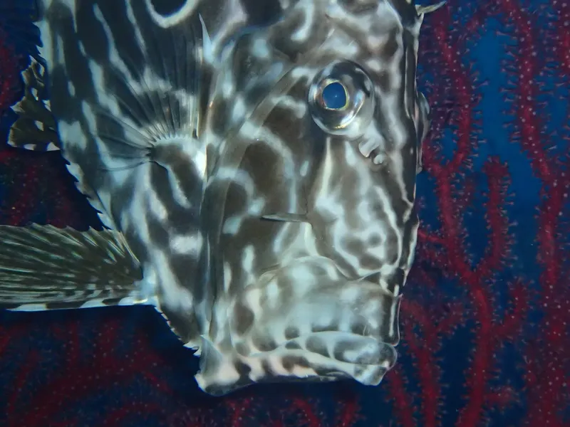 Gros plan d'un poisson-coffre tacheté nageant dans l'eau bleue