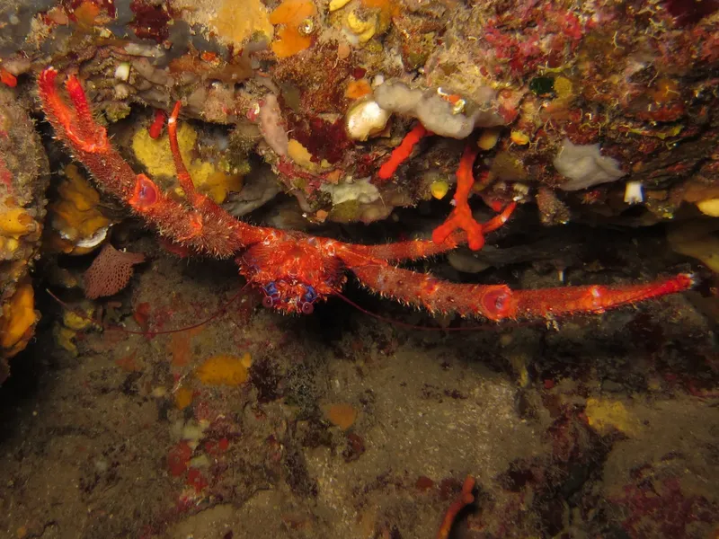 Un crabe araignée rouge sur un fond rocheux coloré
