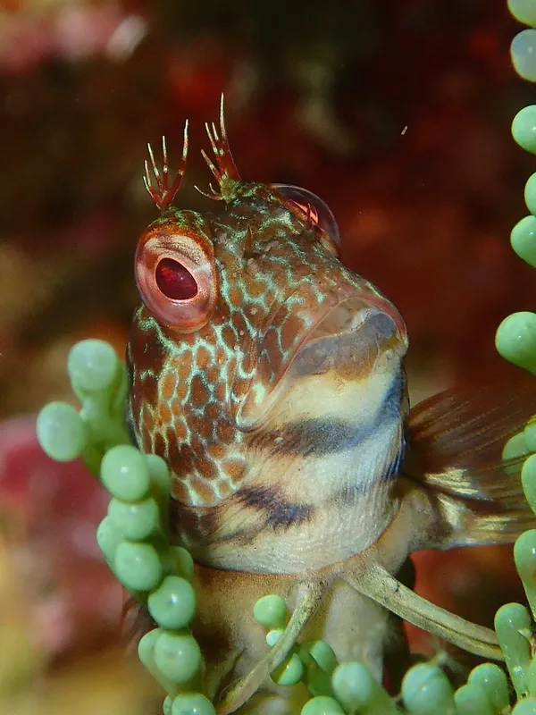 Gobie à un œil, habitat corallien, macro photographie sous-marine colorée