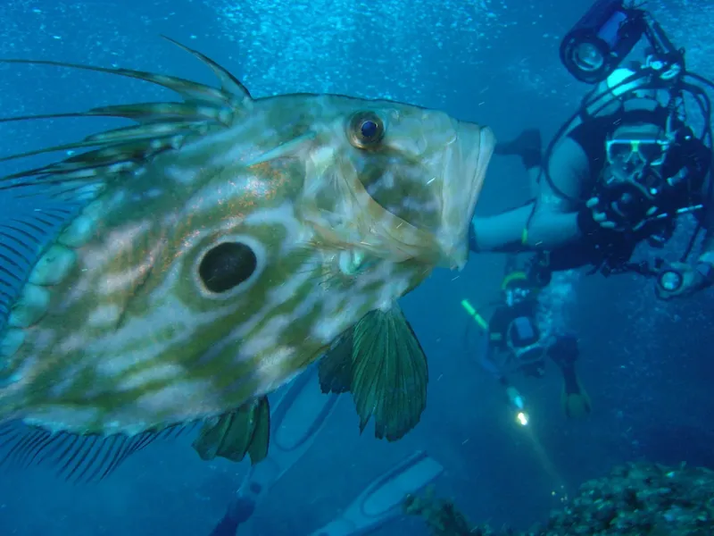 Grand poisson corail et plongeur en exploration sous-marine bleue