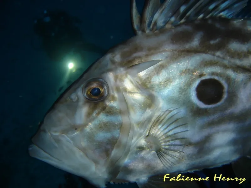 Gros plan d'un poisson rocheux aux yeux bleus dans l'eau