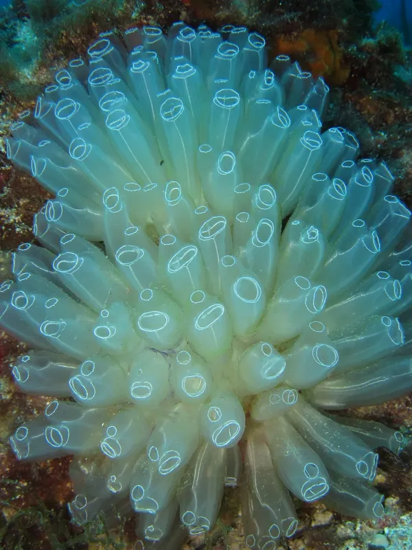 Anémone de mer turquoise avec de nombreux tentacules en eau claire