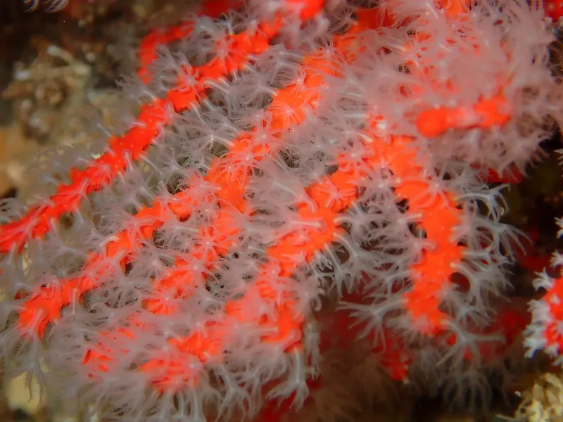 Étoile de mer rouge et blanche sur fond rocheux sous-marin