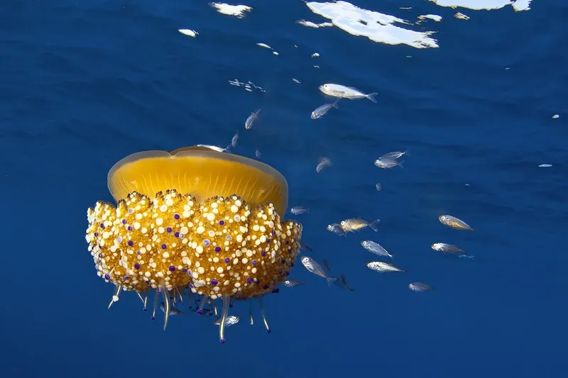 Méduse jaune et poissons argentés dans l'eau bleue claire