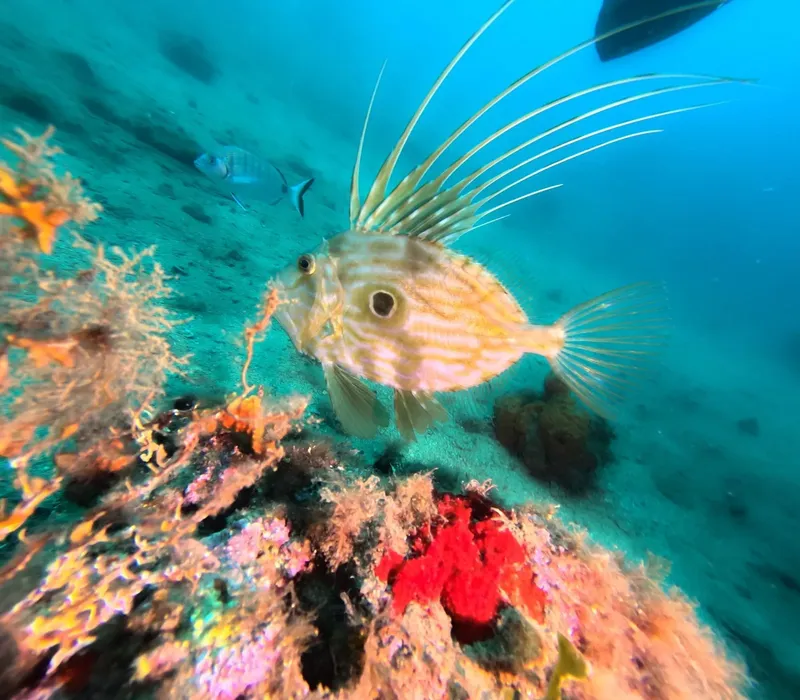 Poisson scorpion perché sur un récifal coloré en milieu marin