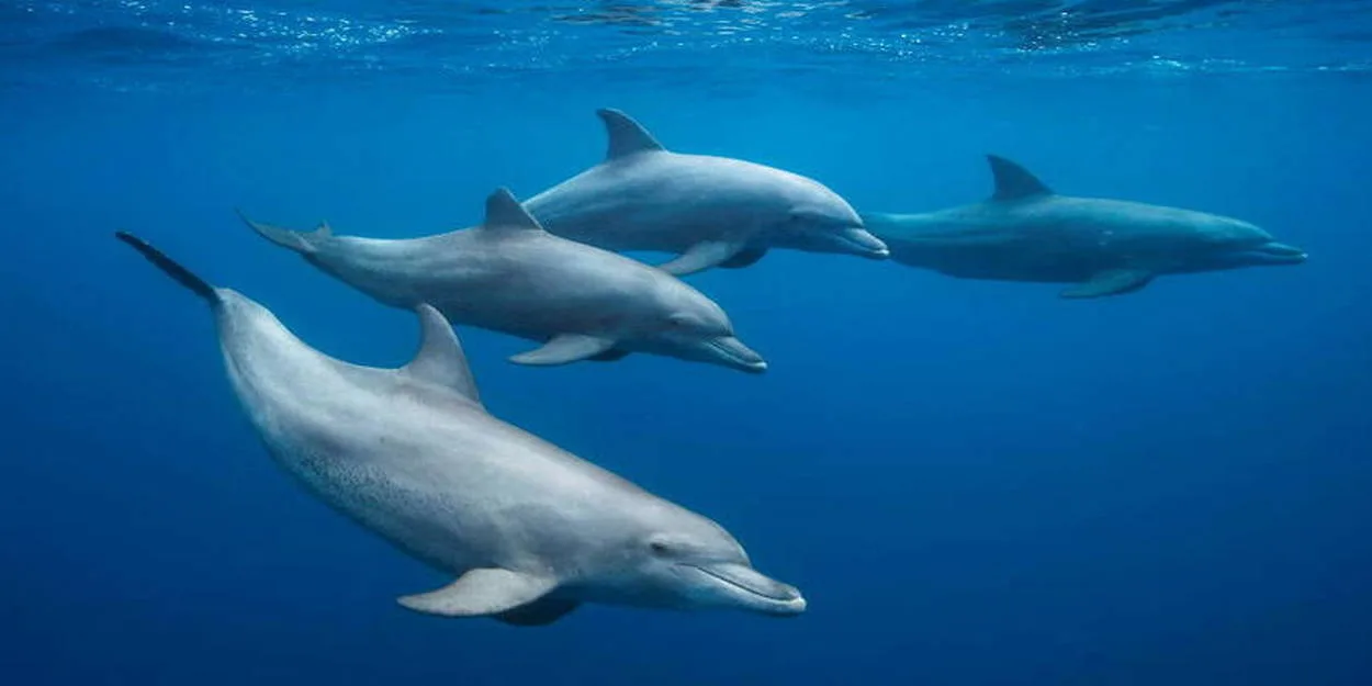 Quatre dauphins nagent ensemble dans une eau bleue claire