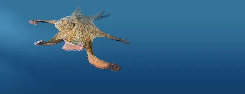 Un poulpe nageant en pleine eau bleue, vue rapprochée et colorée