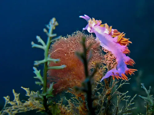 Nudibranche rose et orange sur corail, fond bleu profond