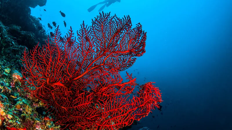 Corail rouge gorgonien et poissons dans une eau bleue claire