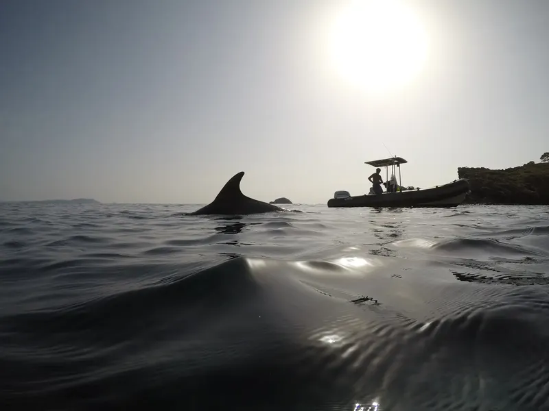Dauphin nageant près d'un bateau de plongée en mer, ciel lumineux