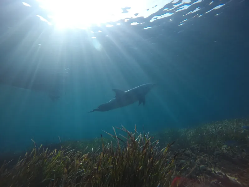 Dauphins nageant dans une eau claire avec des rayons de soleil