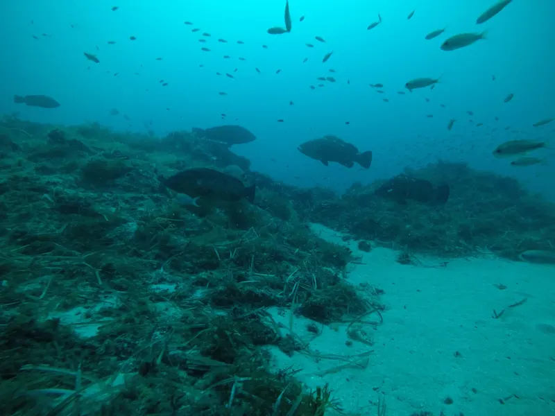 Fond marin avec des mérous, des poissons et de la végétation