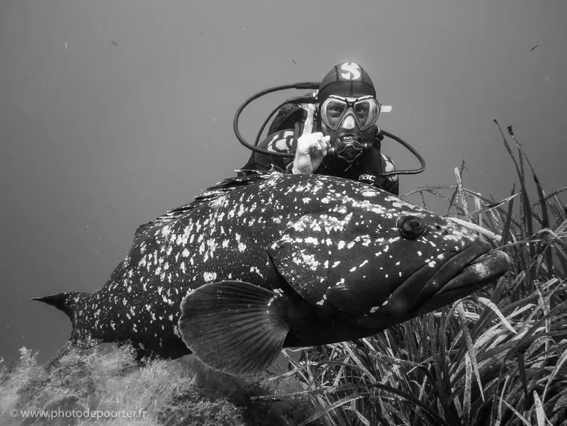 Plongeur et mérou tacheté interagissent sous l'eau en noir et blanc