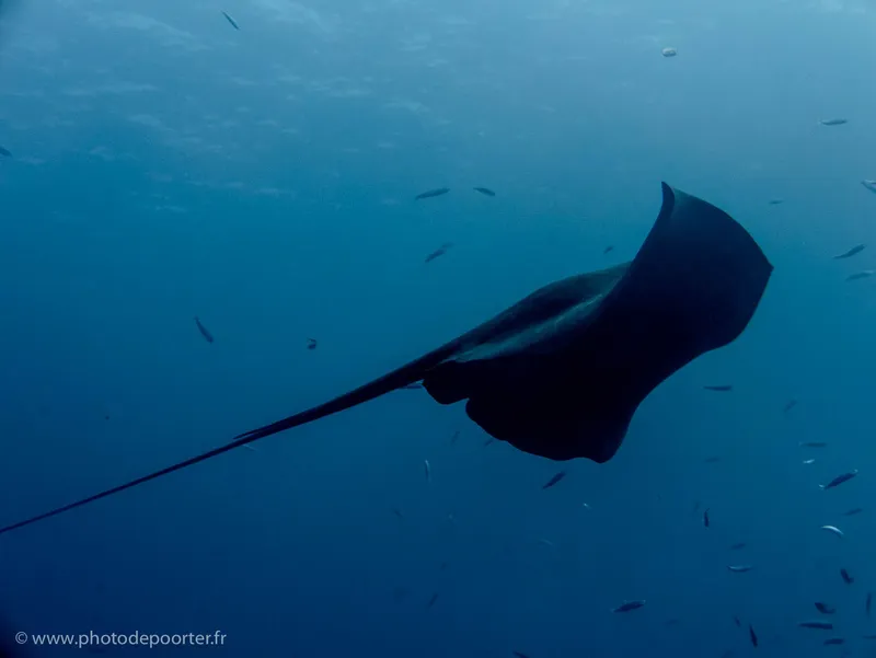 Raie manta nageant gracieusement dans les eaux bleues entourée de petits poissons