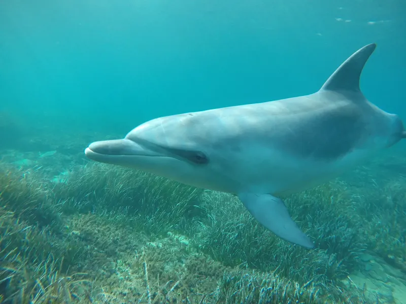 Dauphin nageant dans une eau turquoise au-dessus d'une prairie marine
