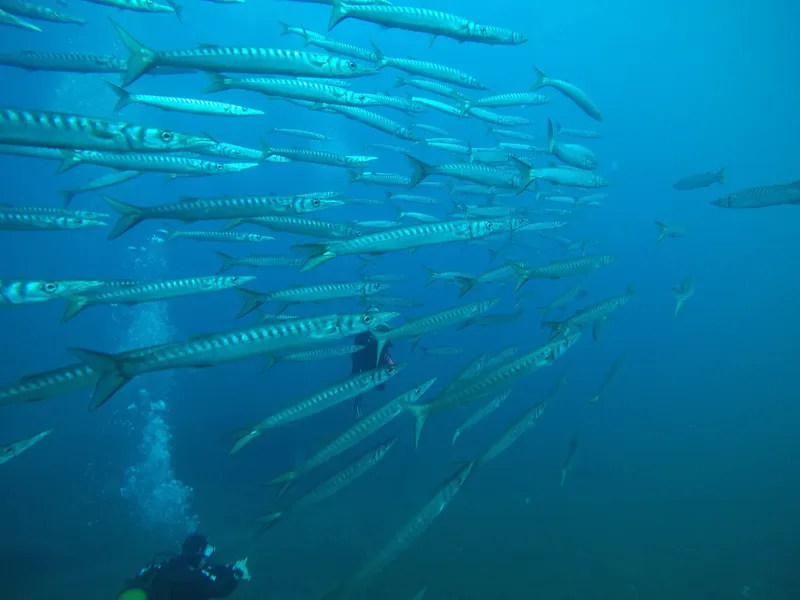 Banc de poissons-aiguilles en mer bleue avec un plongeur