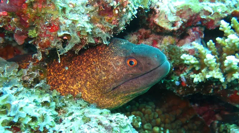 Murène marbrée cachée dans un récif corallien coloré et vivant