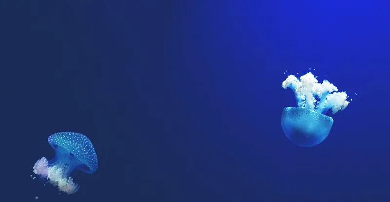 Deux méduses bleues flottent dans l'eau profonde et sombre
