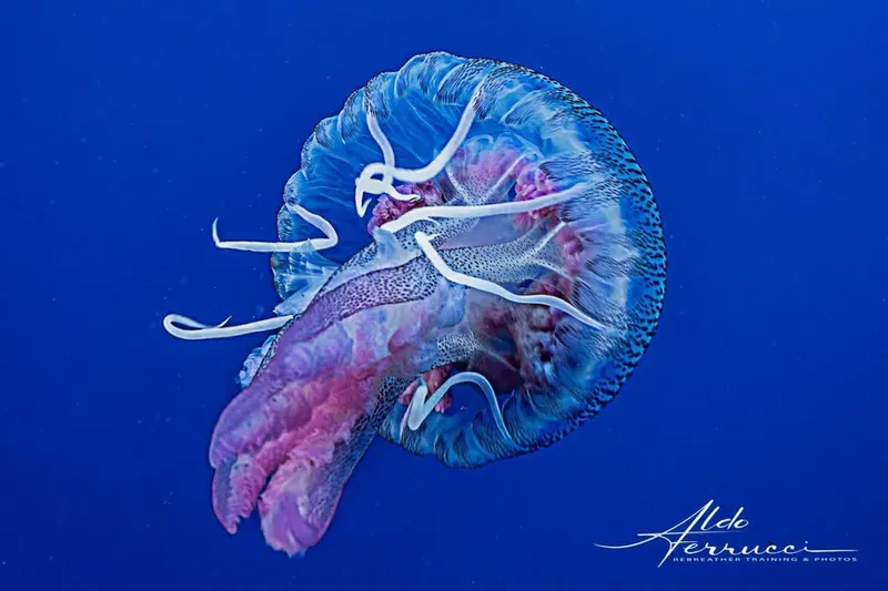 Méduse bleue et rose translucide nageant dans l'eau profonde