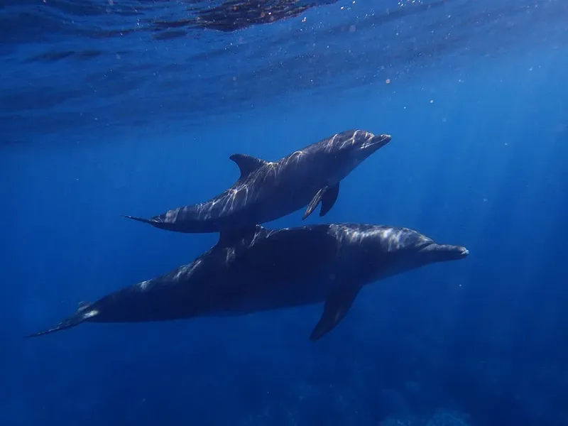 Deux dauphins nagent ensemble dans une eau bleue claire