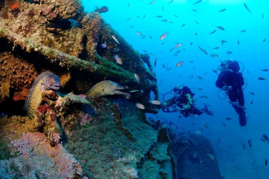 Deux plongeurs explorent une épave colonisée par des murènes et poissons