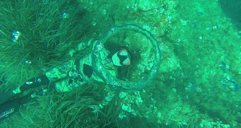 Plongeur en combinaison noire nageant au milieu d'une herbe marine verte