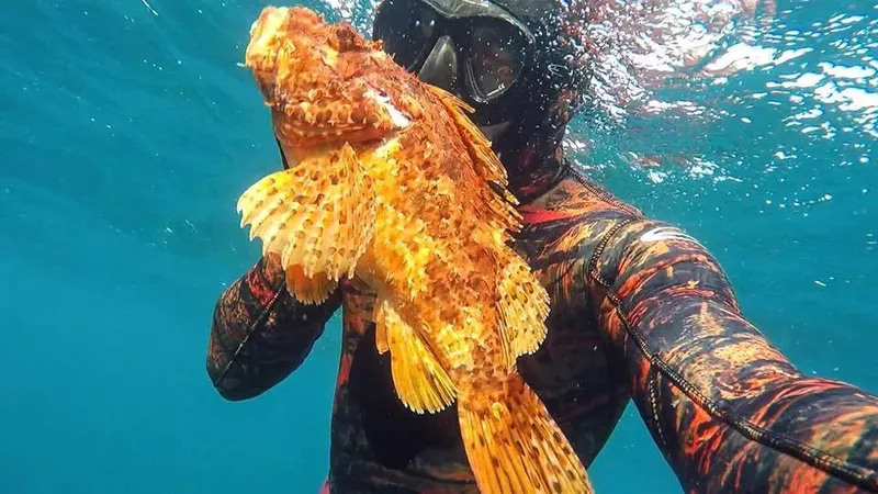 Plongeur face à un poisson rascasse coloré en milieu aquatique