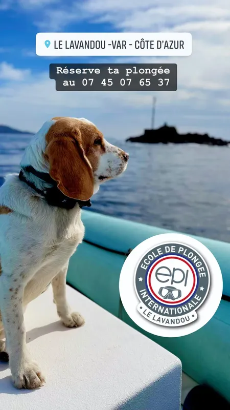 Chien sur un bateau avec le logo d'une école de plongée