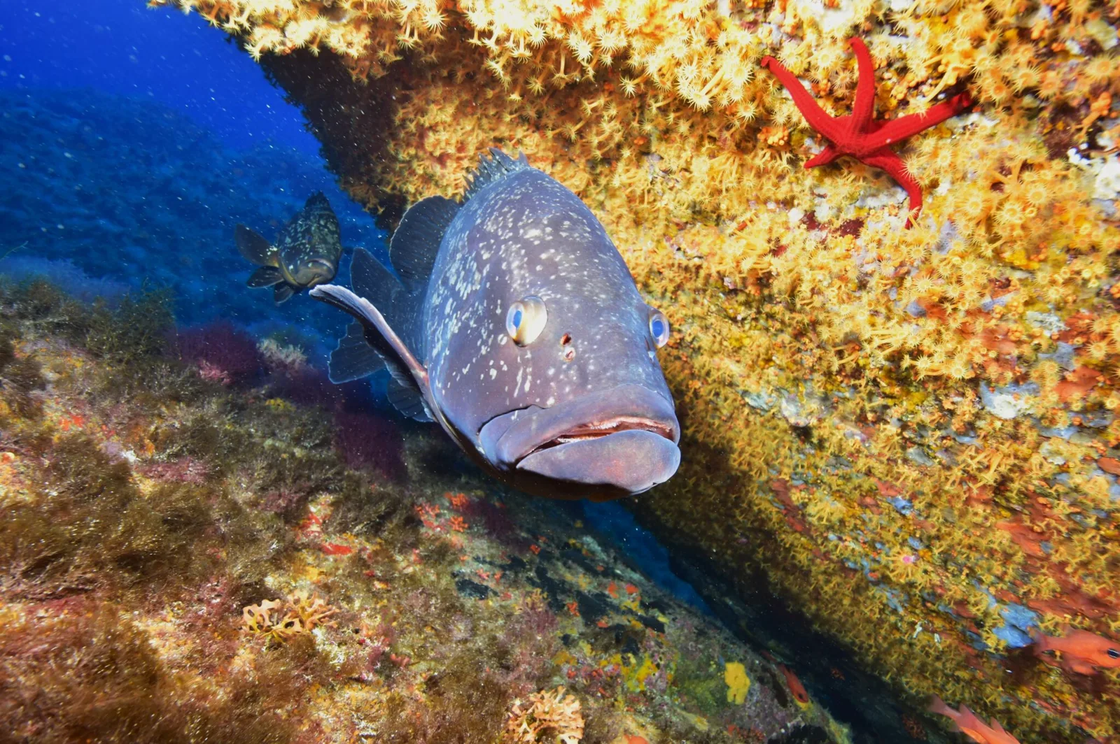Mérou face à la caméra, étoile de mer et récif corallien