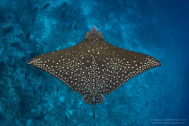 Raie manta vue d'en haut nageant dans une eau bleue claire