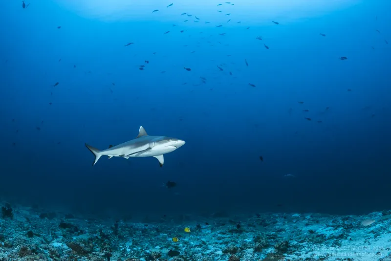 Requin de récif à pointe noire nageant au-dessus d'un fond marin rocheux