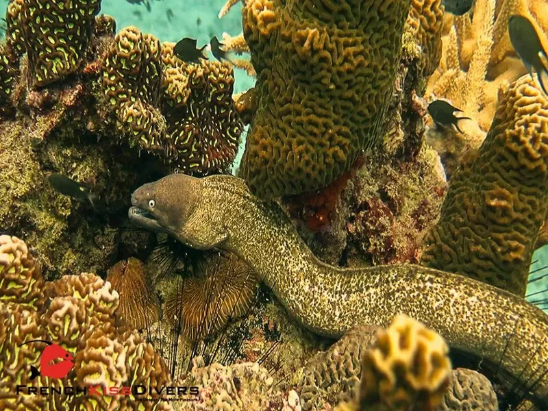 Murène serpentiforme se faufile entre les coraux et les poissons tropicaux