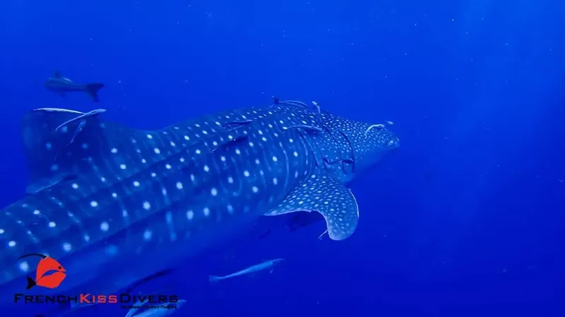 Requin baleine nageant dans l'eau bleue avec des poissons