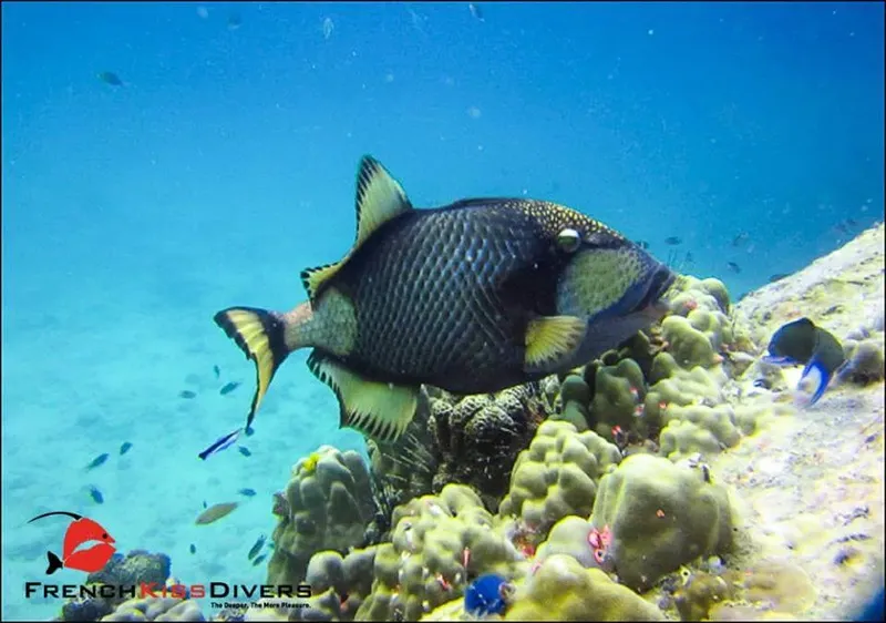 Poisson perroquet nageant au milieu de coraux et de petits poissons bleus