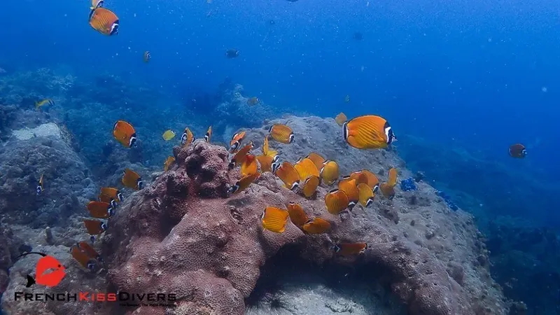 Banc de poissons papillons orange et noir autour d'un récif corallien