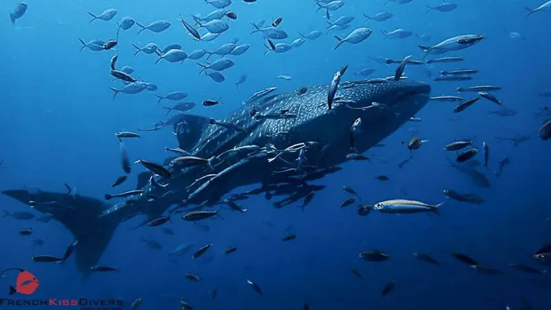 Requin baleine nageant avec un banc de poissons dans l'océan bleu