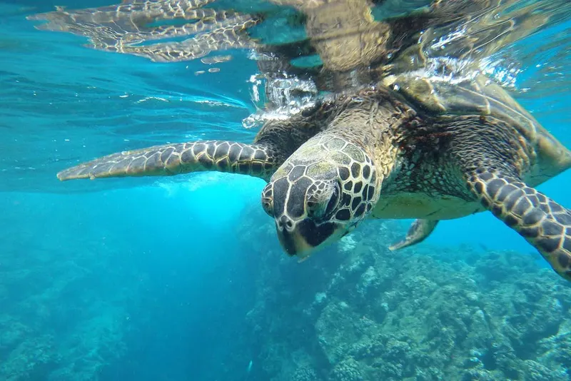 Tortue marine nageant paisiblement dans une eau claire et turquoise